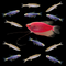 A Starfire Red® GloFish® Pearl Gourami swims amongst six Electric Blue® GloFish® Danios and six Lake Inle Danios