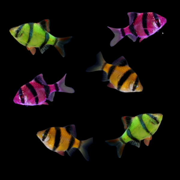GloFish® Barb Halloween Set (6ct) Mixed