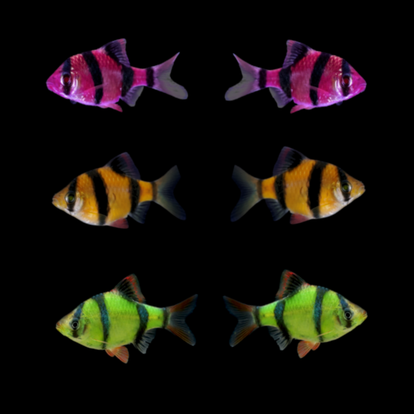 GloFish® Barb Halloween Set (6ct) Colors