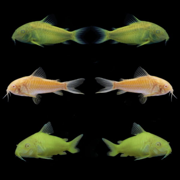 GloFish® Corydoras Mixed Set Yellow