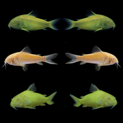 GloFish® Corydoras Mixed Set