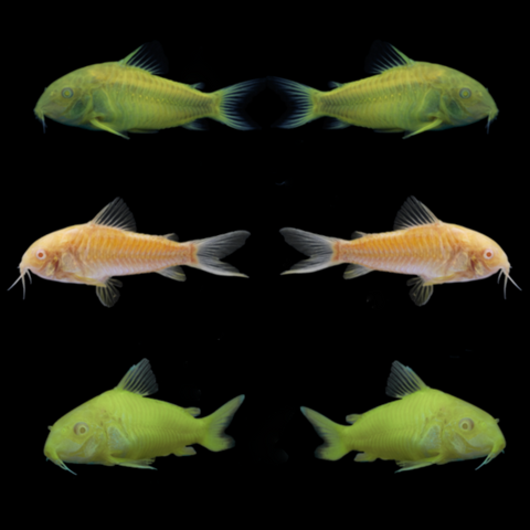 GloFish® Corydoras Mixed Set