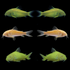 GloFish® Corydoras Mixed Set Yellow