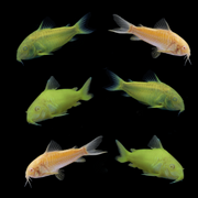 GloFish® Corydoras Mixed Set Facing Down and Away