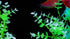 GloFish® Starfire Red® Pearl Gourami (1 ct)