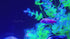 GloFish®  Corydoras Single Color Set (6ct)