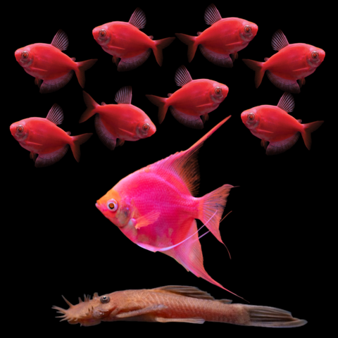 A group of GloFish® Red Collection fish, including Red Skirt Tetras, Pristellas, and a Rusty Red Pleco, displayed against a black background.