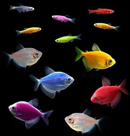 GloFish® 10G Danio & Tetra Set (12ct) Danios Top Tetras Bottom