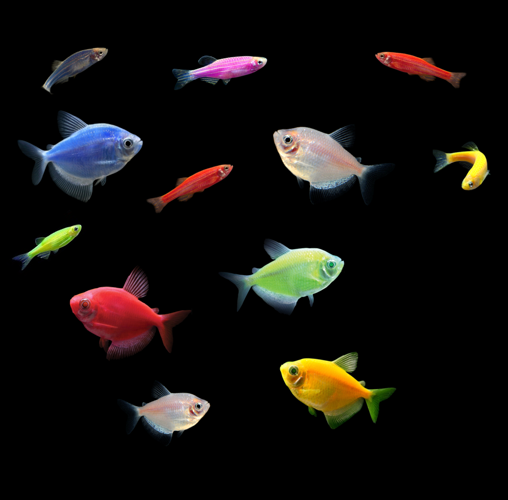 10 Gallon Community Danio-Tetra 12ct Collection