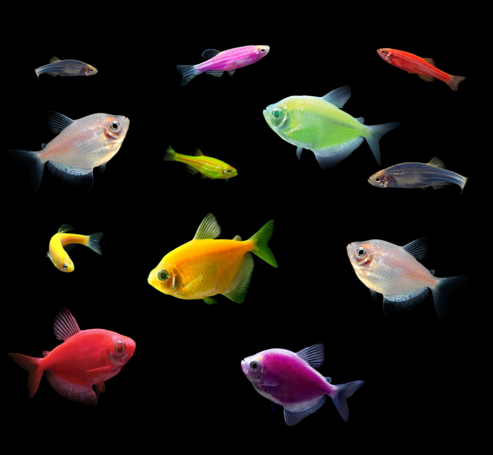 GloFish® 10G Danio & Tetra Set (12ct) Green Tetra