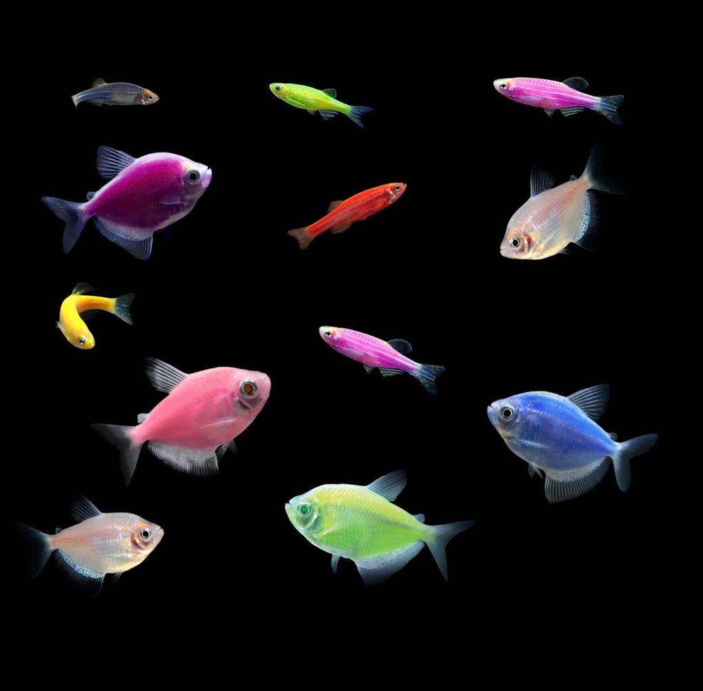 GloFish® 10G Danio & Tetra Set (12ct) Mixed Up