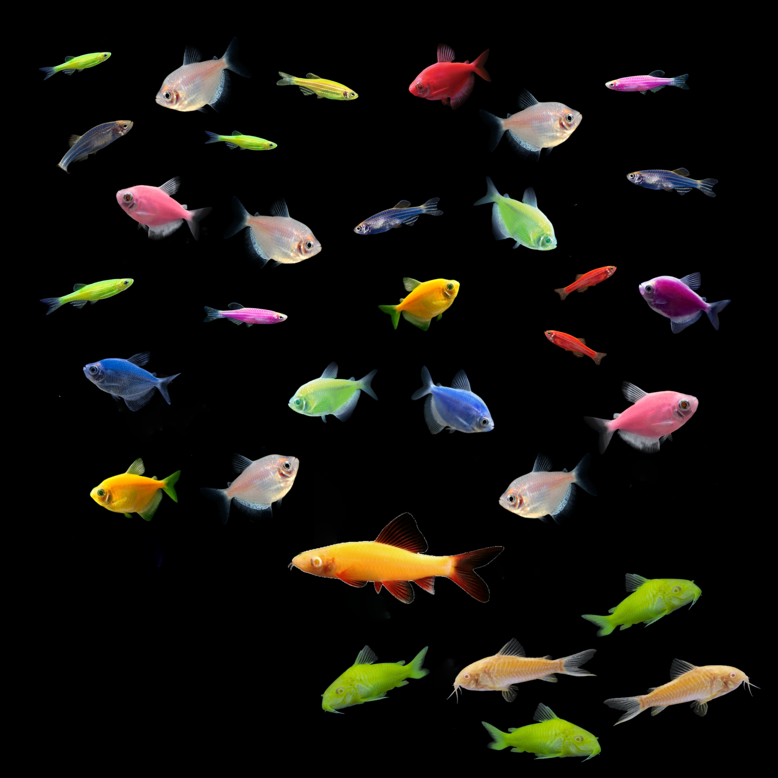 55G Community Danio-Tetra-Shark 31ct Collection