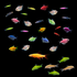55G Community Danio-Tetra-Shark 31ct Collection
