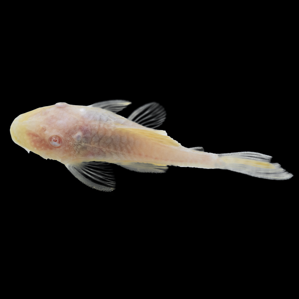 Albino Bushy Nose Pleco