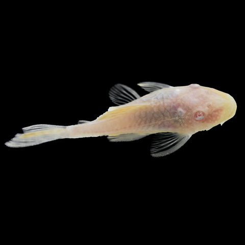 Albino Bushy Nose Pleco