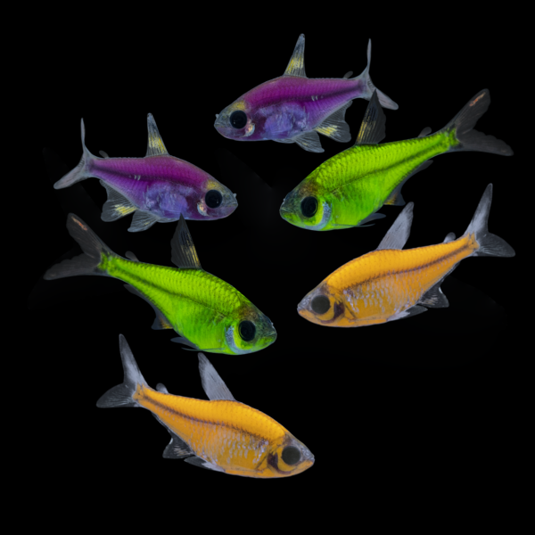 GloFish® Pristella Tetra Mixed Set (6ct) Purple Top