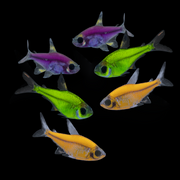 GloFish® Pristella Tetra Purple, Green, Orange