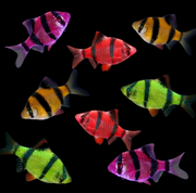 GloFish® Tiger Barb Red, Purple, Orange, Green 8 count