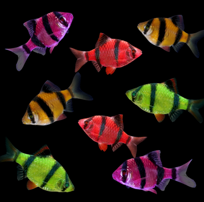Tiger Barb Deluxe Collection