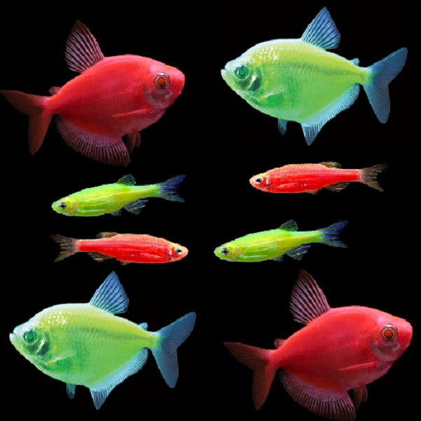 Christmas Tetra and Danio Collection