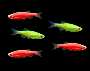 GloFish® Christmas Danio Set Three Red, Two Green