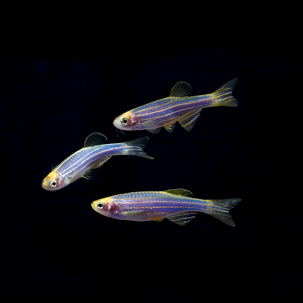 Cosmic Blue GloFish® Zebra Danio 3pk 