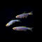 Cosmic Blue GloFish® Zebra Danio 3pk 