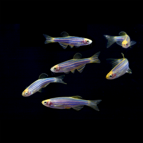 Cosmic Blue GloFish® Zebra Danio 6pk