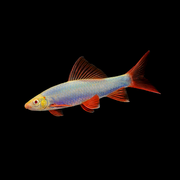 Cosmic Blue® GloFish® Rainbow Shark 