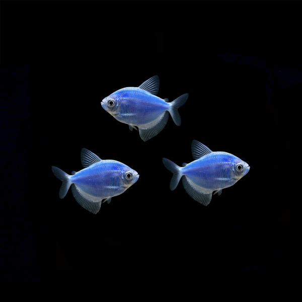 GloFish® White Skirt Tetras