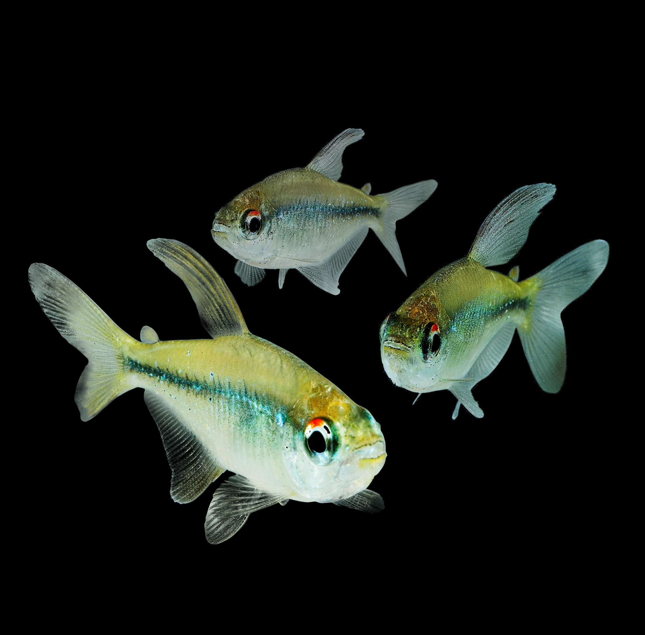 Diamond Tetras Add-on Collection 3pk