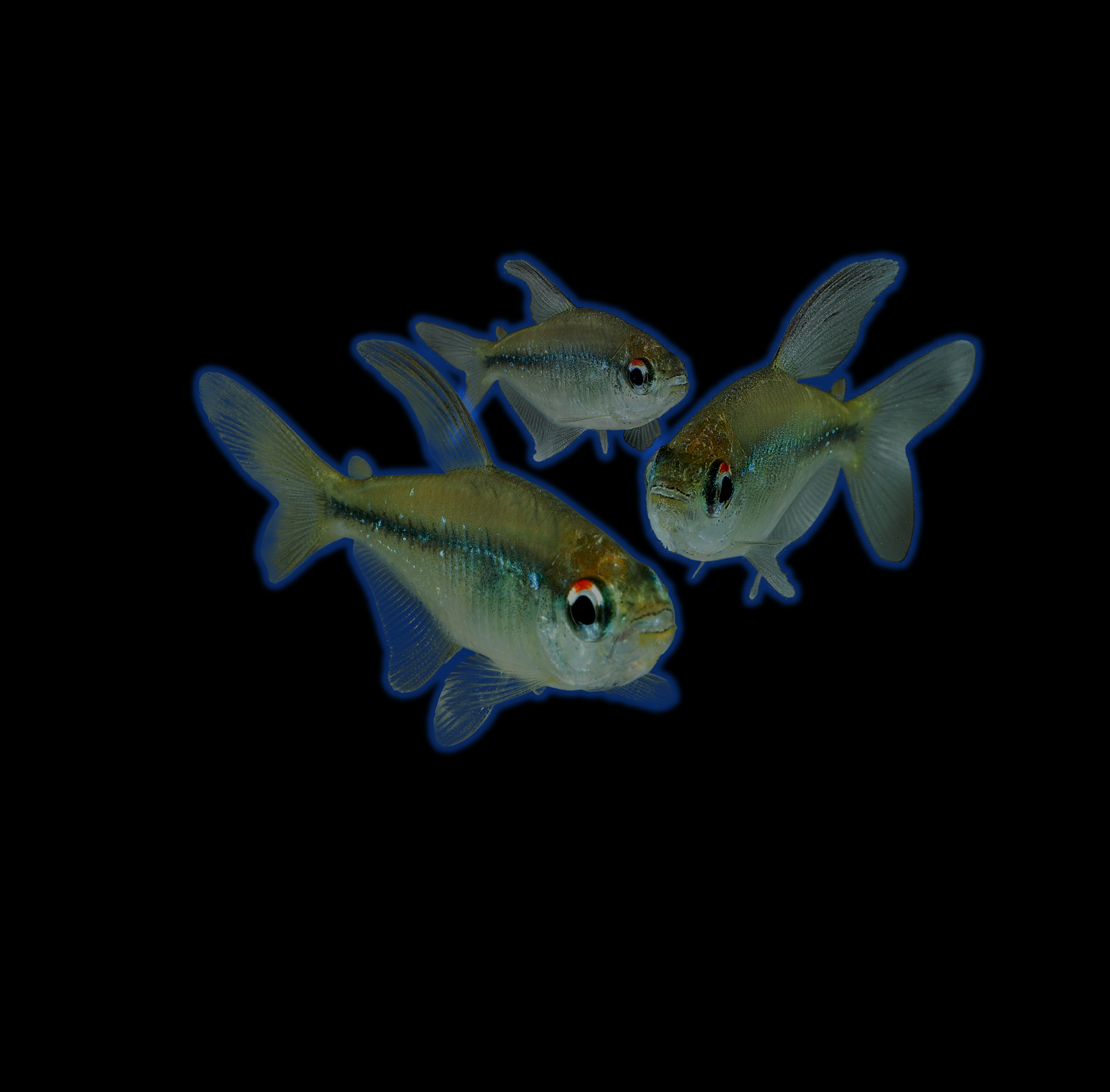 Diamond Tetras Add-on Collection 3pk