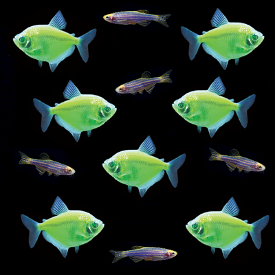 GloFish® Earth Day Sets