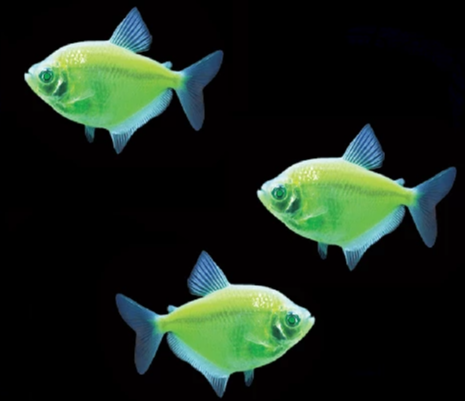 GloFish® White Skirt Tetras