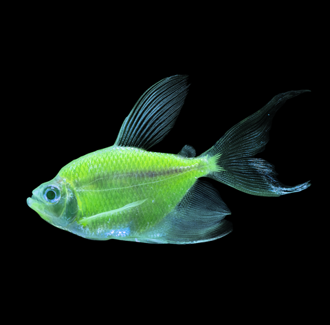 Green Long-Fin Tetra