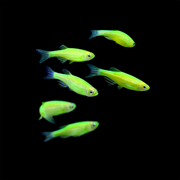 Electric Green GloFish® Zebra Danio 6pk