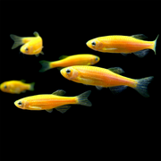 Sunburst Orange GloFish® Zebra Danio 6pk