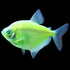 Green Tetra
