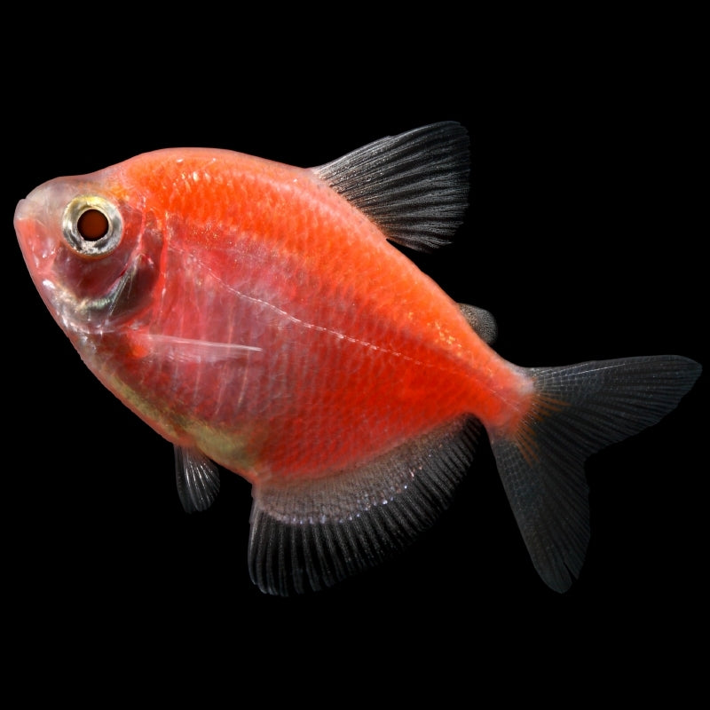 Red Tetra