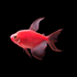 Red Long-Fin Tetra