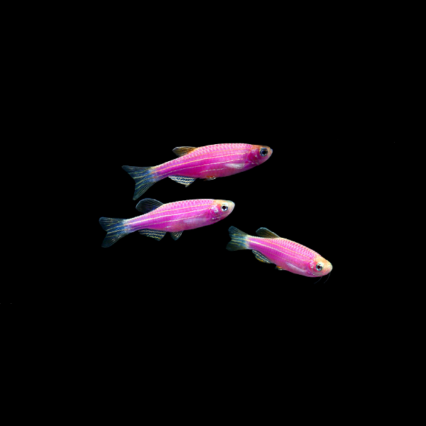 Galactic Purple GloFish® Zebra Danio 3pk