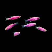 Galactic Purple GloFish® Zebra Danio 6pk