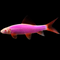 Galactic Purple®  GloFish® Rainbow Shark 