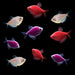 GloFish® Valentine's Deluxe Set