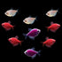 GloFish® Valentine's Deluxe Set