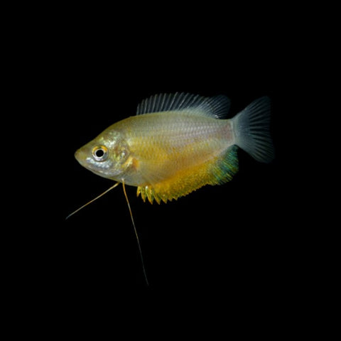 Sunset Gourami