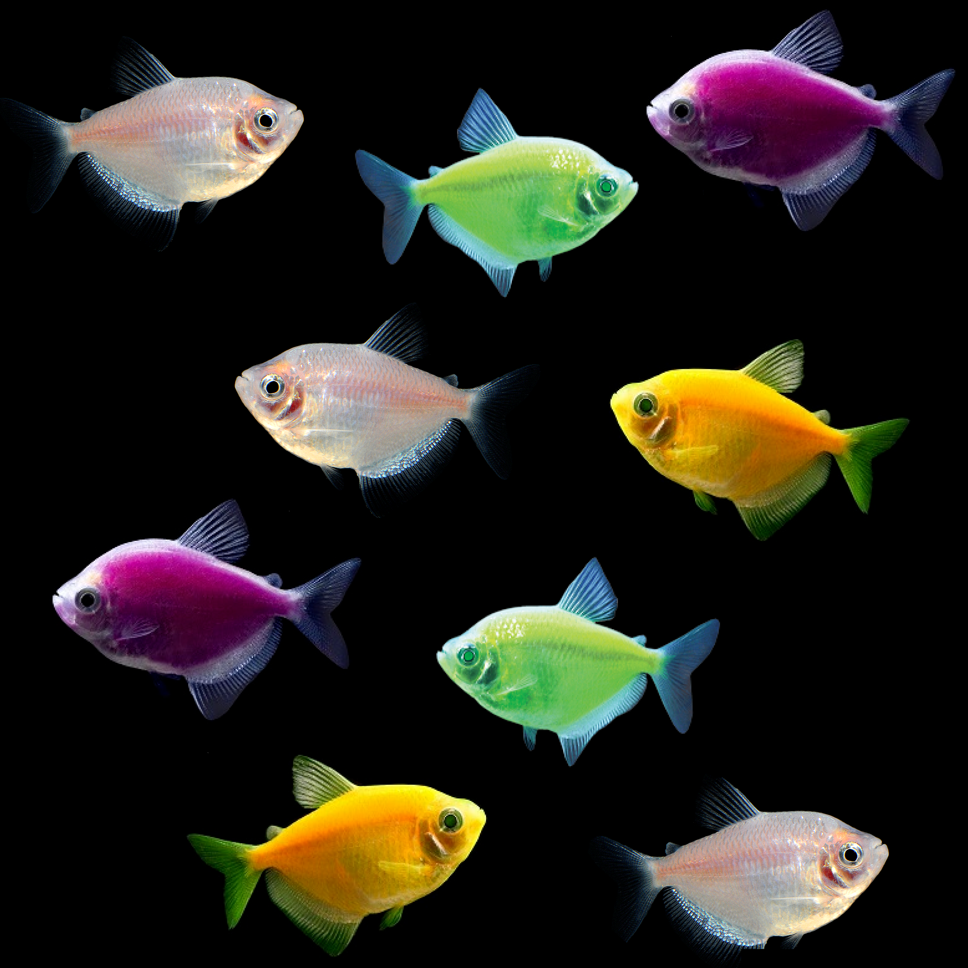 GloFish® Halloween Sets Tetra