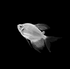 White Long-Fin Tetra