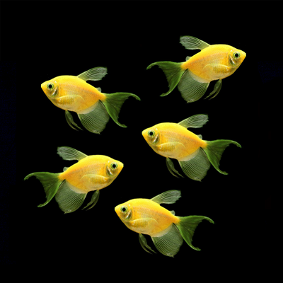 Sunburst Orange Long-Fin Tetra 5pk