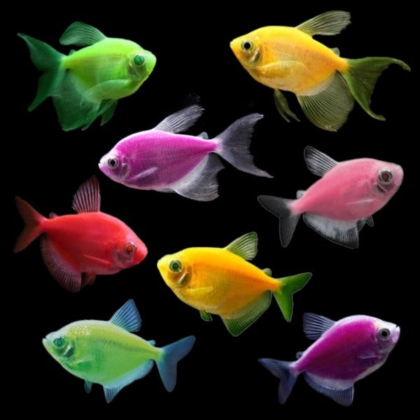 Tetra Deluxe Collection